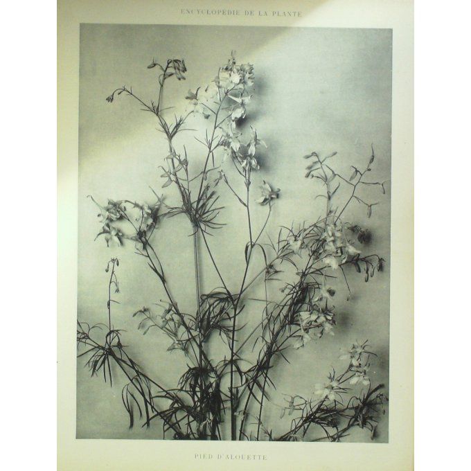 Pied d'Alouette (Delphinium)