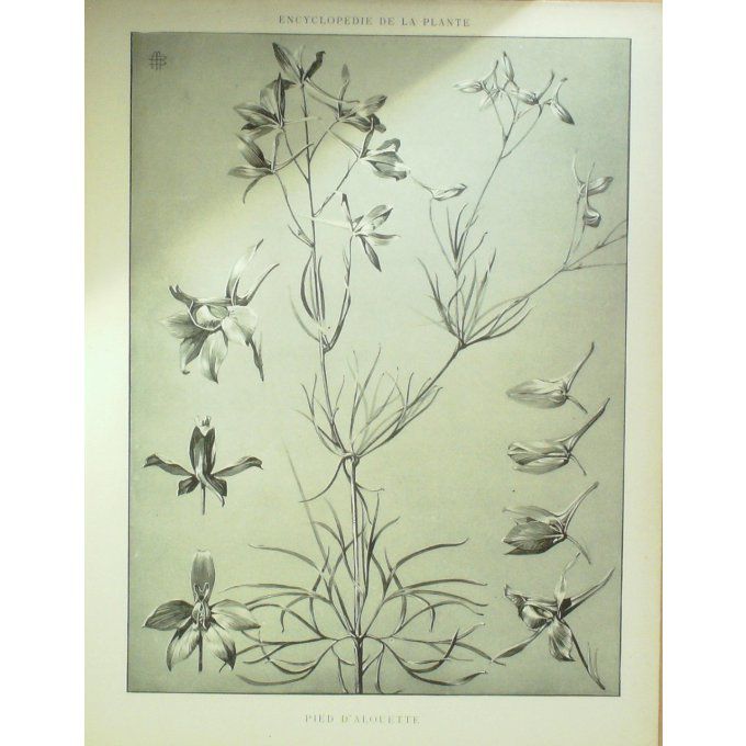 Pied d'Alouette 2 (Delphinium)