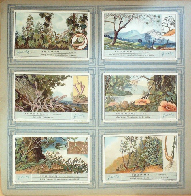 Plantes Parasites 1932