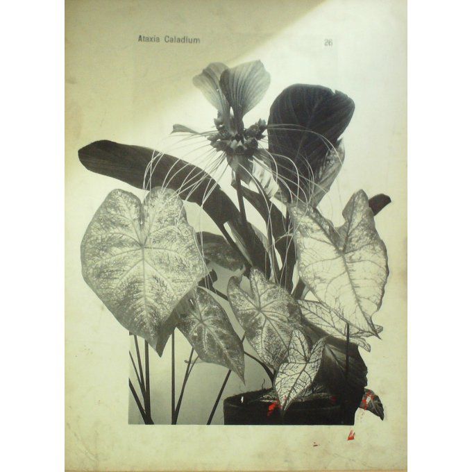 Ataxia Caladium