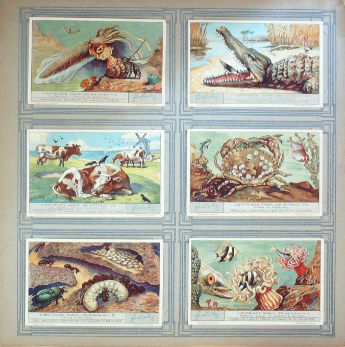 Entraide Parmi Les Animaux 1932