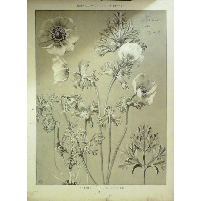 Anémone des Fleuristes (Anemone coronaria)