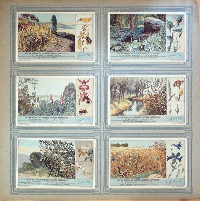 Commente Les Fleurs Attirent Les Insectes 1932