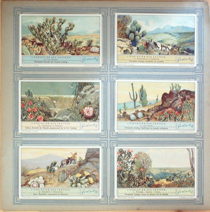 L'evolution Des Cactees 1933