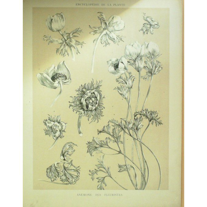 Anémone des Fleuristes 2 (Anemone coronaria)