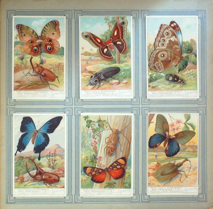 Papillons Et Scarabees Des Tropiques 1933