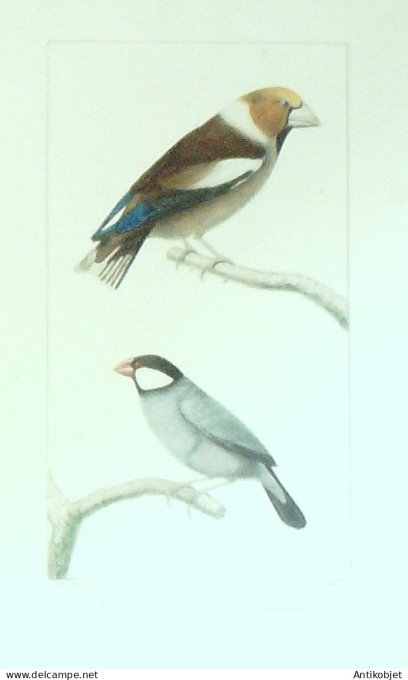 Gros bec Padda 1833 Travies-Oudet Buffon