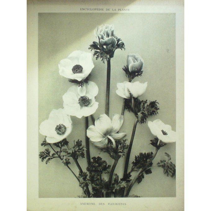 Anémone des Fleuristes 3 (Anemone coronaria)