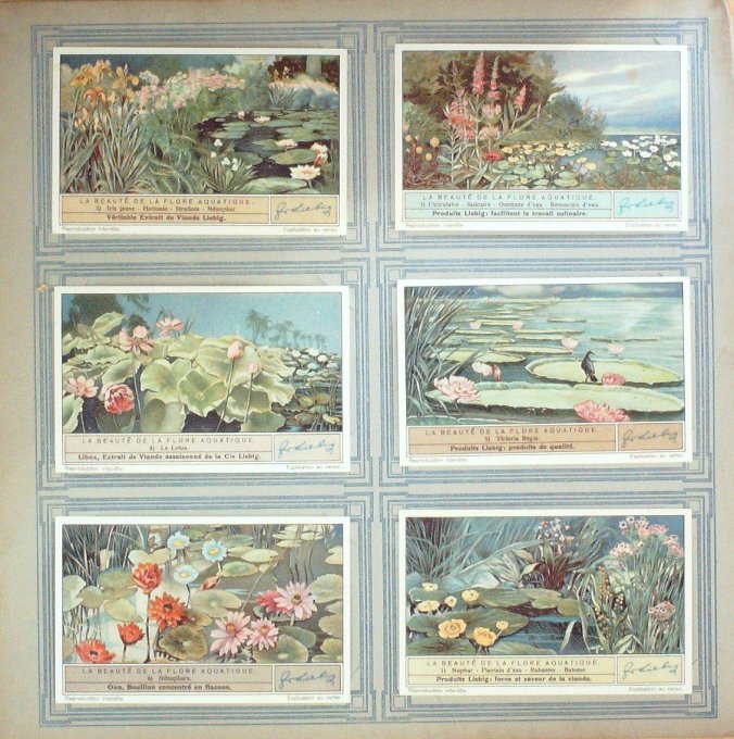 La Beaute De La Flore Aquatique 1934