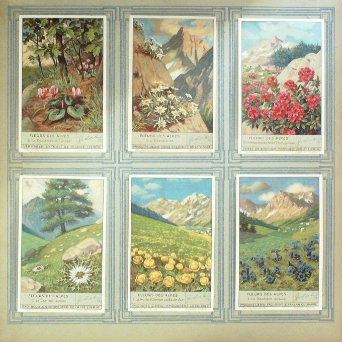 Fleurs Des Alpes 1934