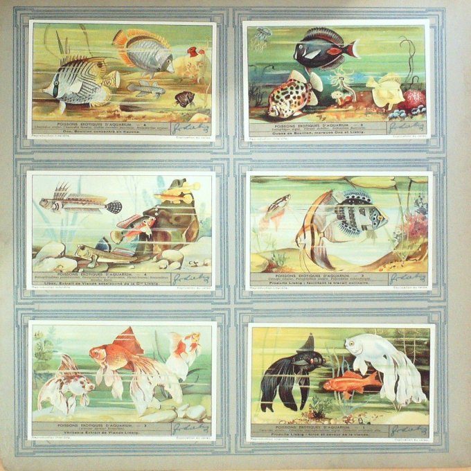 Poissons Exotiques D'aquarium 1935