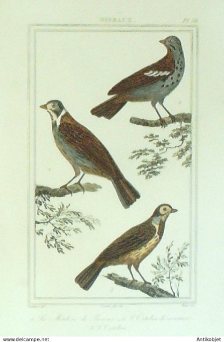 Ortolans de Roscana & roseaux Mitilène de Provence 1833 Vauthier-Buffon