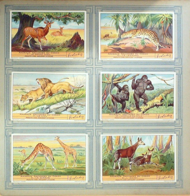 Animaux Sauvages Du Congo 1935