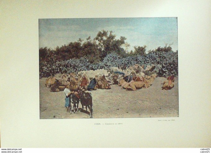 Syrie Repos des chameaux