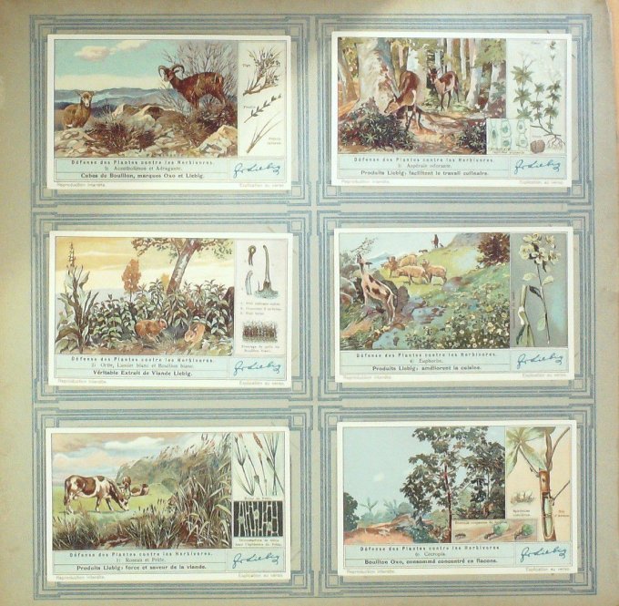 Defense Des Plantes Contre Les Herbivores 1936