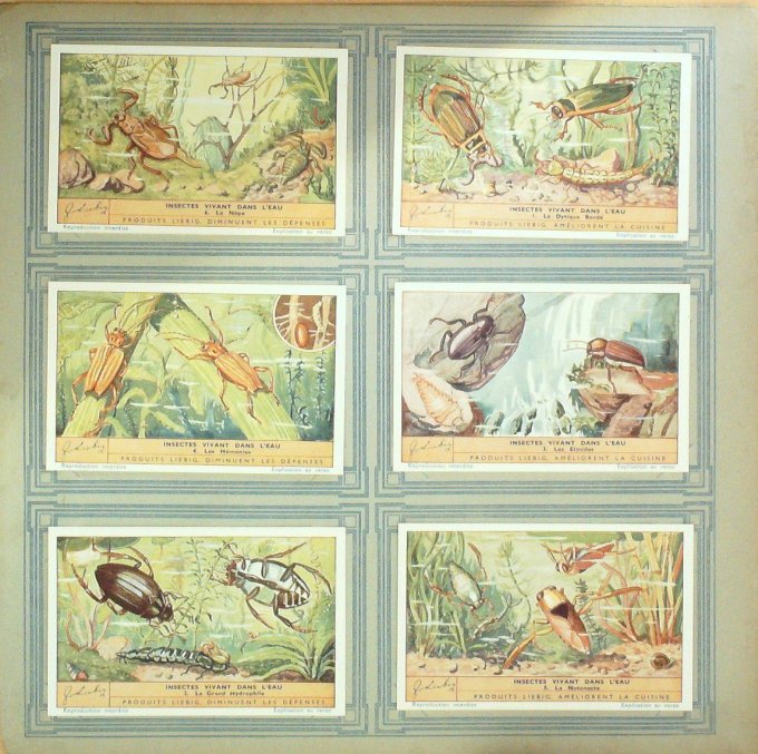 Insectes Vivant Dans L'eau 1936