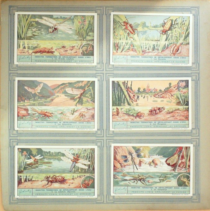 Insectes Terrestes Se Developpant Dans L'eau 1936