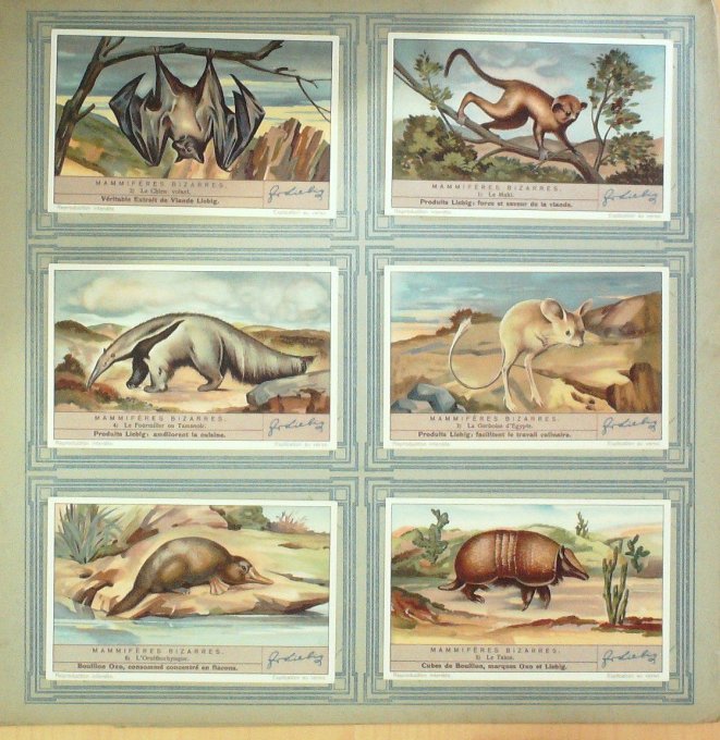 Mammiferes Bizarres 1936