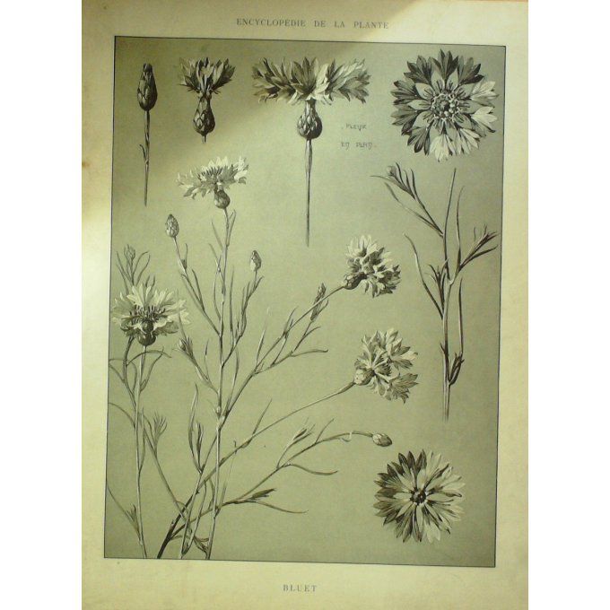 Bluet (Centaurea cyanus)