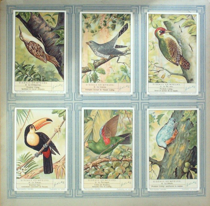 Oiseaux Grimpeurs 1936