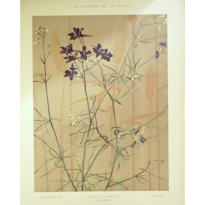 Pied d'Alouette (Delphinium)