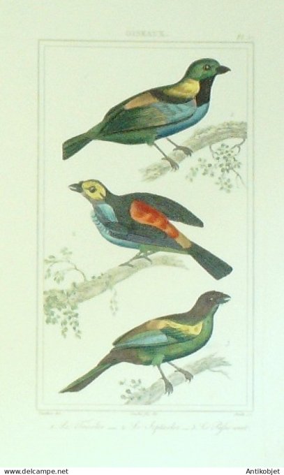 Fricolor Septicolor Passe-vert 1833 Vauthier-Buffon