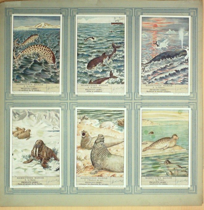 Mammiferes Marins 1938