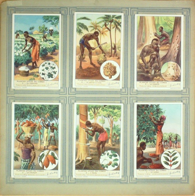 Plantes Du Congo 1938