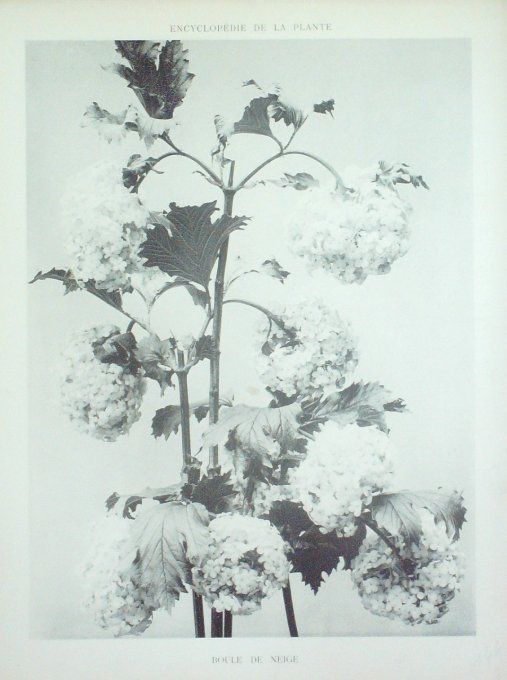 Boule de Neige 2 (Viburnum)