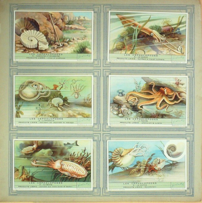 Les Céphalopodes 1940