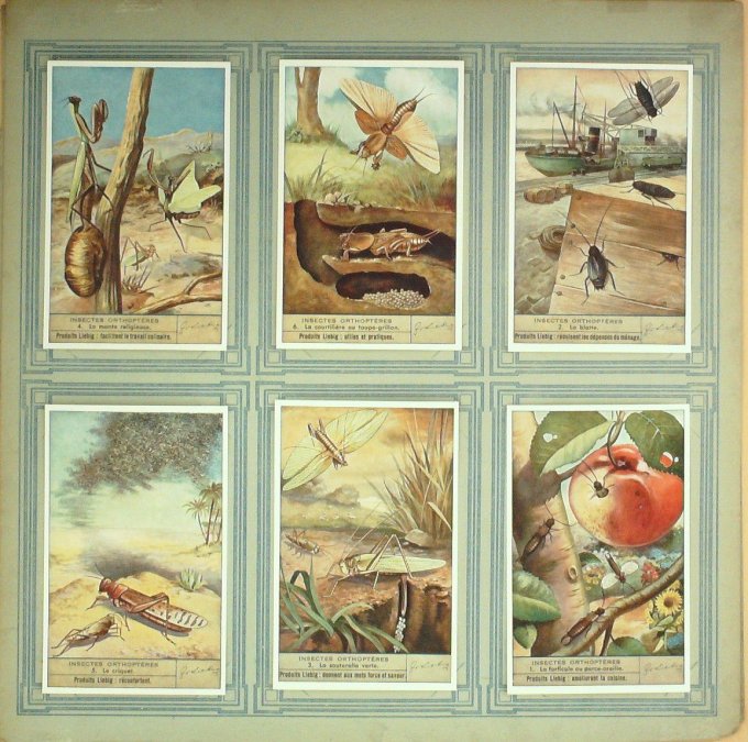Insectes Orthopteres 1940