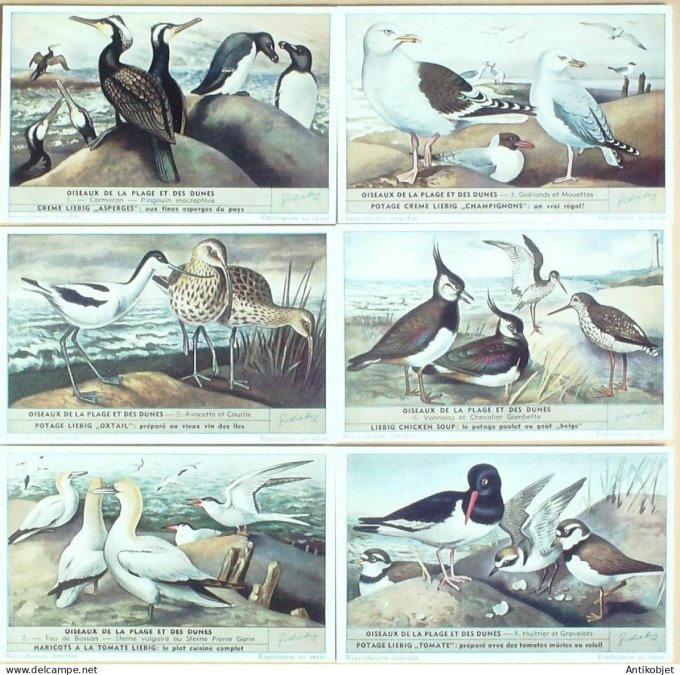 Chromo Liebig Sang 1610 Oiseaux de plage & dunes (1954)
