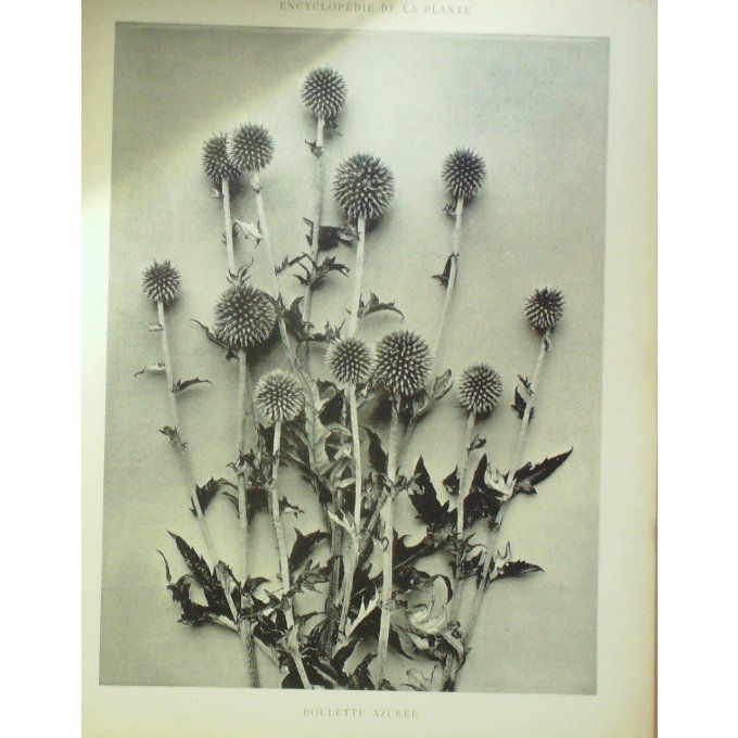 Boulette Azurée (Echinops bannaticus)