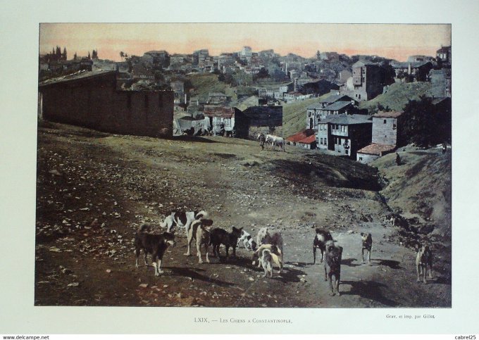 Turquie CONSTANTINOPLE les chiens errants