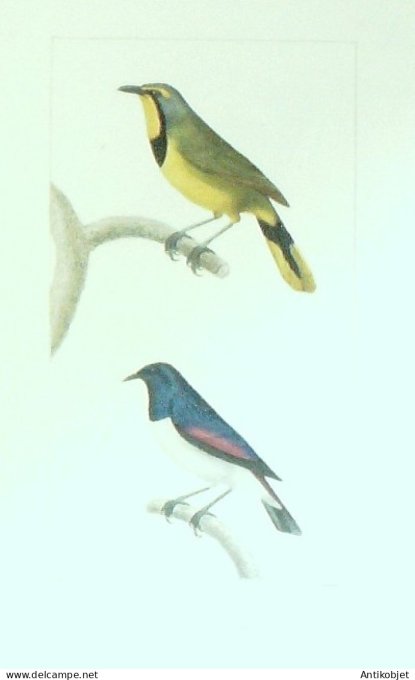 Pie-Grièche à plastron Merle ventre blanc 1833 Travies-Oudet-Buffon