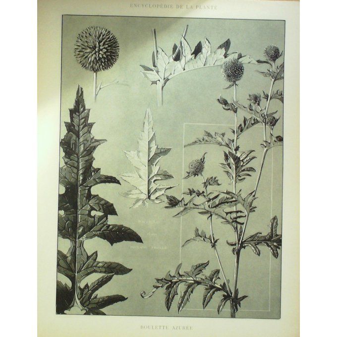 Boulette Azurée 2 (Echinops bannaticus)