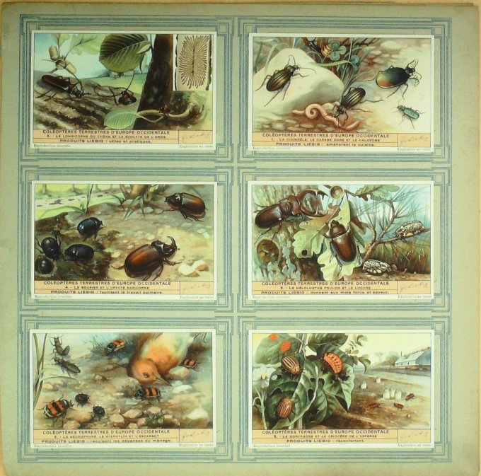 Coleopteres Terrestres D'europe Occidentale 1942