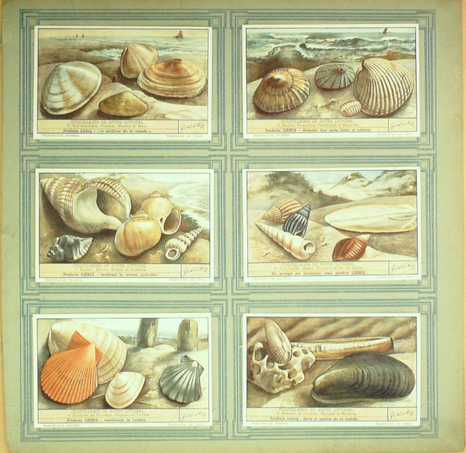 Coquillages De Notre Littoral1942