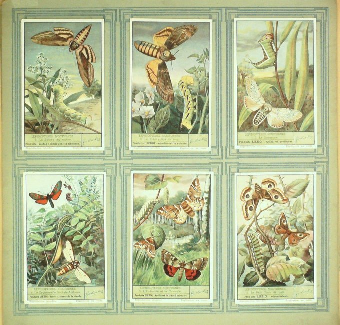 Lepidopteres Nocturnes 1942