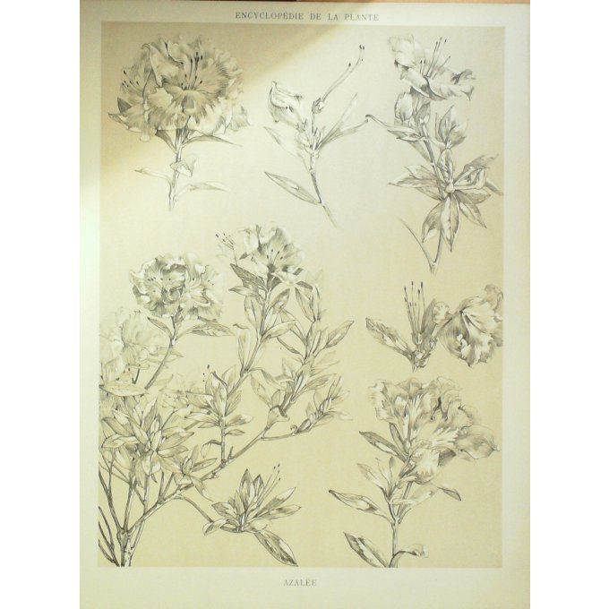 Azalee 2 (Azaléa)