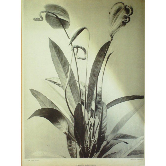 Langue de Feu (Anthurium Scherzerianum)