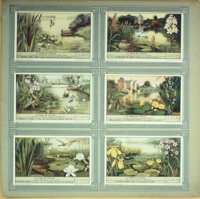 La Flore De L'etang 1943