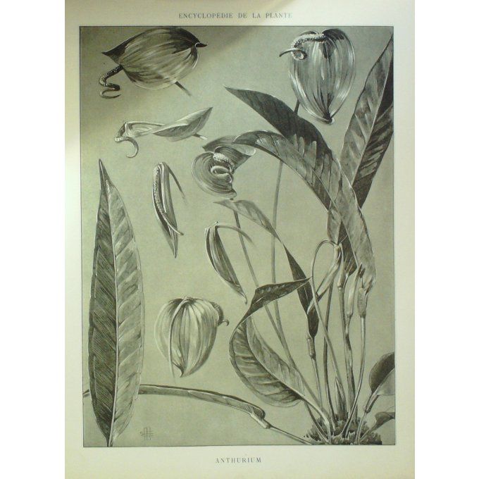 Langue de Feu (Anthurium)