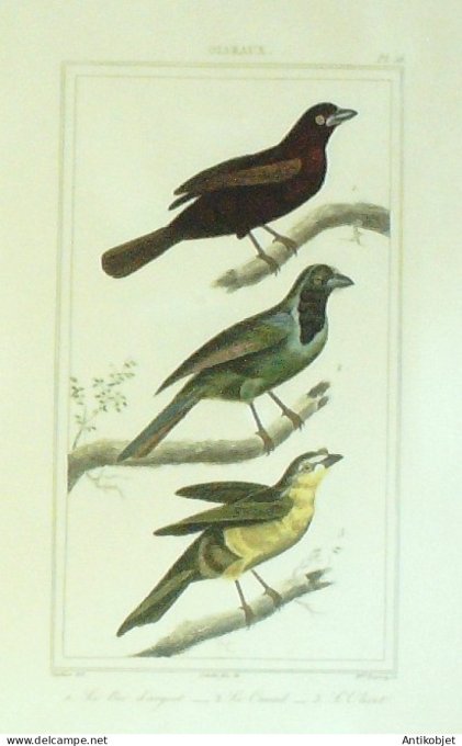 Bec dArgent Canard lOlivet 1833 Vauthier-Buffon