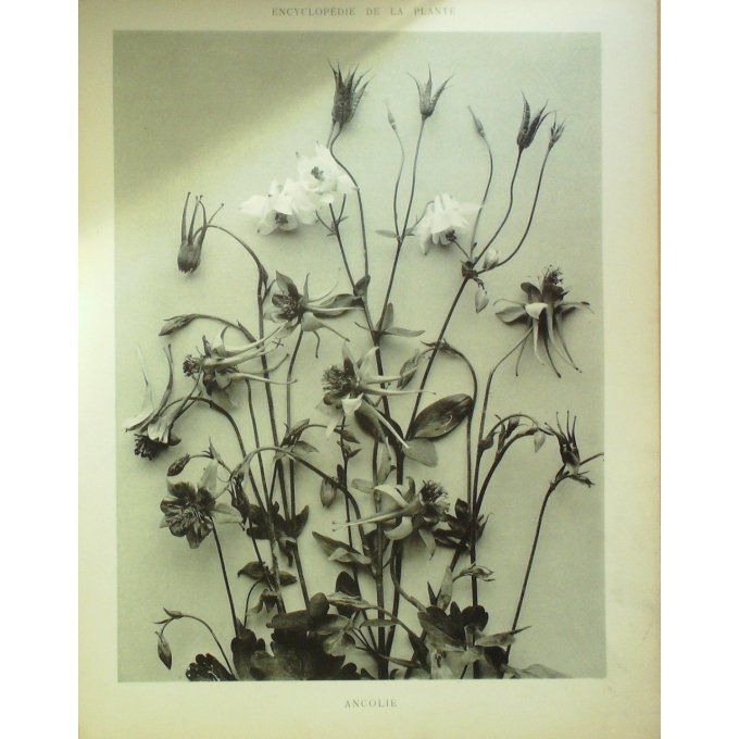 Ancolie 2 (Aquilegus)