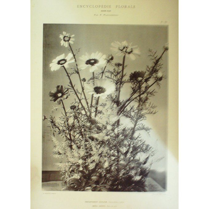 Chrysantheme à carême (Chrysanthemum Carinatum Reine des près (Hoteia) 