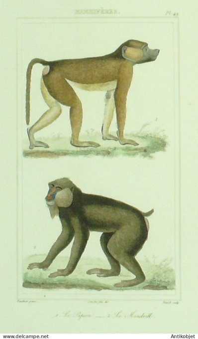 Papion Mandrill 1833 Vauthier-Buffon