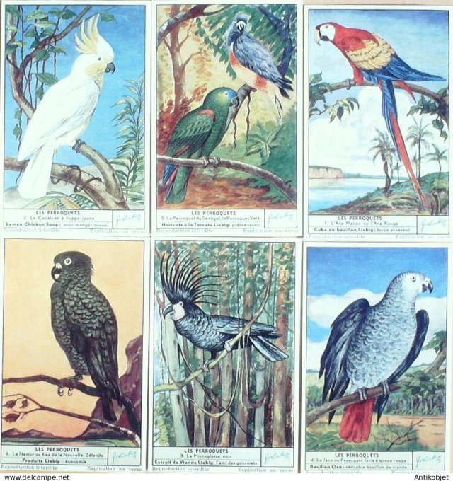 Chromo Liebig Sang 1621 Les perroquets (1955)