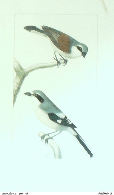 Pies Grièche méridoniale & tricolore 1833 Travies-Oudet-Buffon