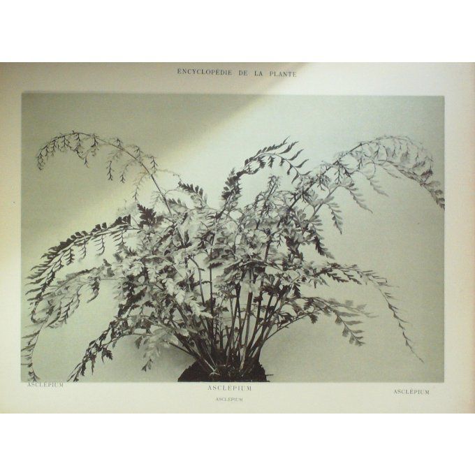 Fleur des Alpes (Asclepium)